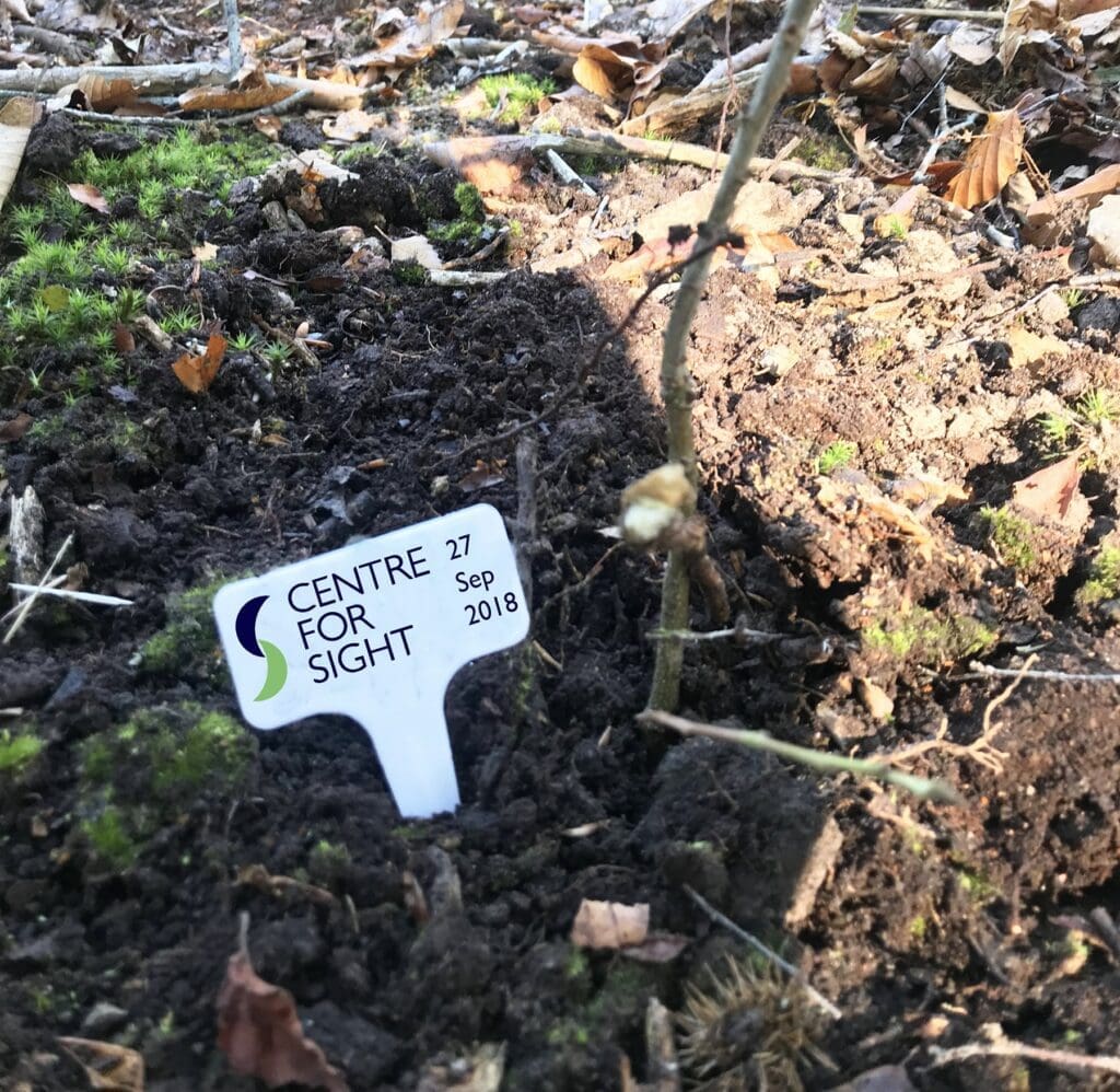 Centre for Sight oak tree plantation at Hindleap Warren - Wych Cross